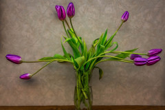 Purple Didier Tulips