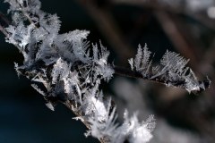 Hoarfrost On Bush