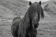Wild Icelandic Horse