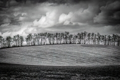 Tree Line Millerton