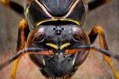 Hornet Up Close And Personal