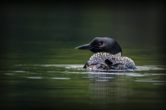 Adirondack Loon