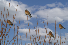 Birds In A Row