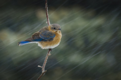 Braving The Storm