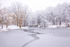 Pond In Winter