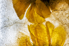 Sunflowers On Ice