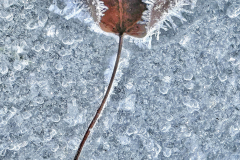 Stem And Leaf