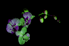 Orchids In The Dark