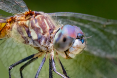 Dragonfly Up Close And Personal