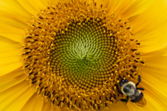 Sunflower And A Bee
