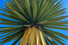 Yucca Tree Starburst