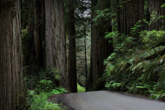 Redwood Lane