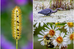 Vischer Ferry Nature Preserve