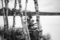 Winter Birches