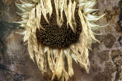 Sunflower Past Its Prime