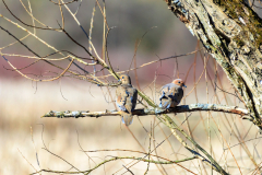 Mourning Doves