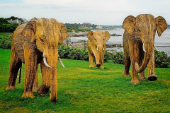 Elephant Migration In Newport