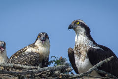 Osprey In Nest