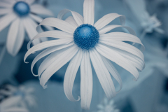 Black Eyed Susan in Infrared