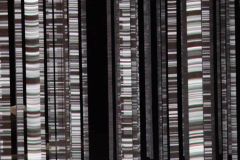 Forest Of Reflections