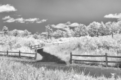 Winding Trail In The Pine Bush