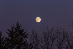 Beaver Moon In The Sky