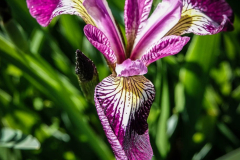 Iris