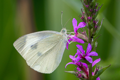 Small White Butterfly Pieris-rapae