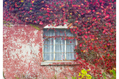 Window In Autumn