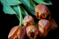 Tulips On The Table