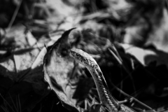 Scales Through The Leaves