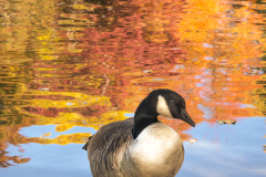 Feathers And Foliage