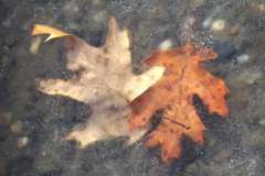 Fall Trapped By Winter