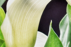 Calla Lily