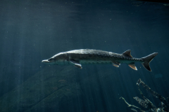 Atlantic Sturgeon