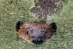 The New Engineer Of The Old Canal