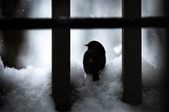 Shelter From The Storm