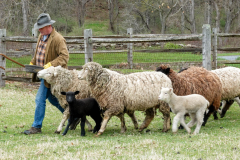 Little Bo Peep Has Lost Her Sheep