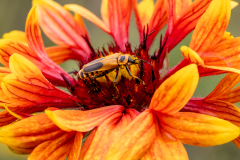 PROJ-202601-General-A518860Z__0__Joe-Cotroneo__20260110-121541__Soldier-Beetle