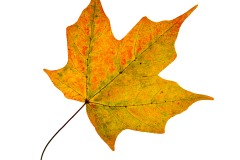 Maple Leaf