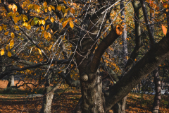 Reminiscence Of Fall