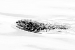 Muskrat