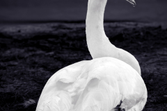Portrait Of A Swan