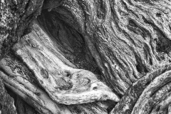 Mexican Mission Trees