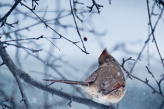 Bird In Snowfall