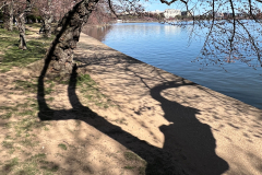 Shadow Of The Cherry Tree