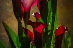Calla Shadows