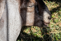 A Goat In The Shadows