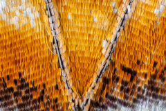 Malachite Butterfly Wing