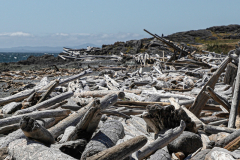 Driftwood Beach